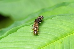 Eumerus rufoscutellatus