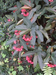 Begonia coccinea