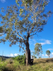 Eucalyptus orgadophila