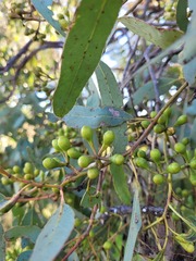 Eucalyptus orgadophila
