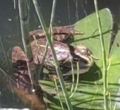 Pelophylax