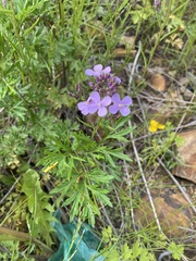 Dontostemon dentatus