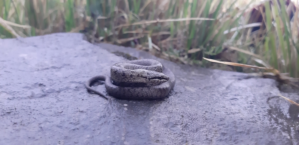 Smooth Snake