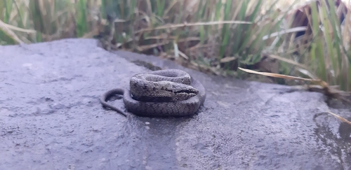Smooth Snake