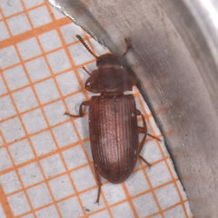 Tribolium castaneum