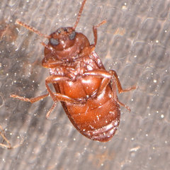 Tribolium castaneum
