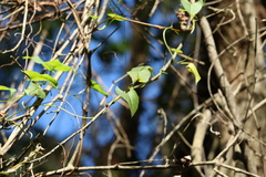 Muehlenbeckia gracillima