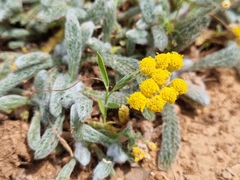 Achillea tomentosa