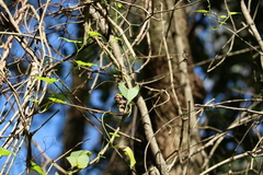 Muehlenbeckia gracillima