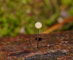 Marasmius alveolaris