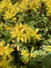 Phedimus kamtschaticus