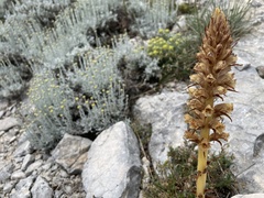 Orobanche santolinae