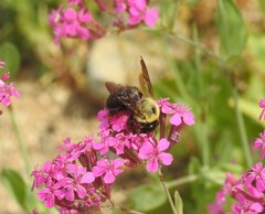 Xylocopa appendiculata
