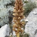 Orobanche santolinae - Photo (c) ROLLET, some rights reserved (CC BY-NC-ND), uploaded by ROLLET