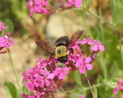 Xylocopa appendiculata