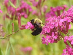Xylocopa appendiculata