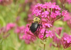 Xylocopa appendiculata