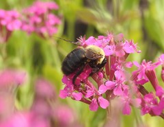 Xylocopa appendiculata