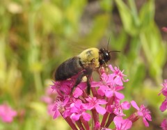 Xylocopa appendiculata