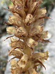 Orobanche santolinae