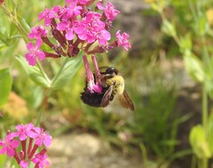 Xylocopa appendiculata