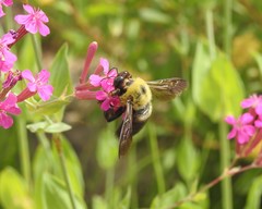 Xylocopa appendiculata