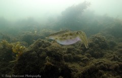 Sepia plangon