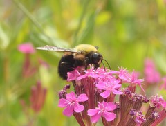 Xylocopa appendiculata