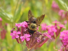Xylocopa appendiculata