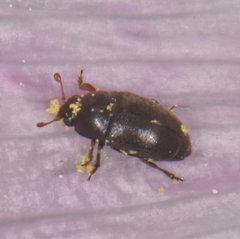 Fabogethes nigrescens