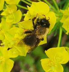 Andrena clarkella