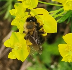 Andrena clarkella