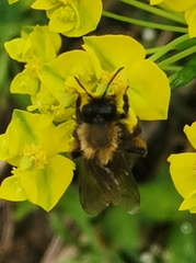 Andrena clarkella