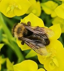 Andrena clarkella