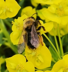 Andrena clarkella