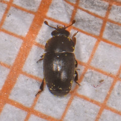 Fabogethes nigrescens