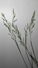 Poa pratensis pratensis