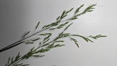 Poa pratensis pratensis