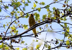 Chloris sinica kawarahiba