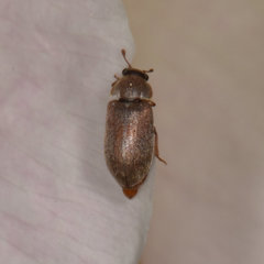 Byturus unicolor