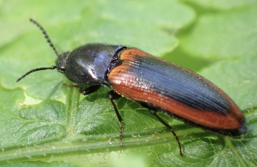black-centered click beetle, De Geelders, Boxtel, North Brabant, NL, photo 7 of 10