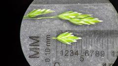 Poa pratensis pratensis