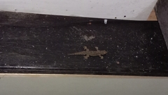 Hemidactylus platyurus