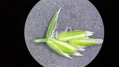 Poa pratensis pratensis