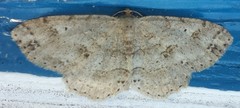 Melanolophia signataria