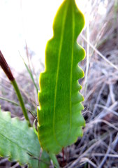 Tritoniopsis flexuosa