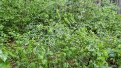 Poa pratensis pratensis