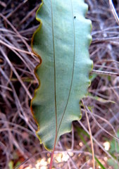 Tritoniopsis flexuosa