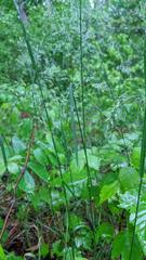 Poa pratensis pratensis