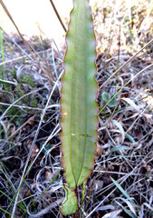 Tritoniopsis flexuosa